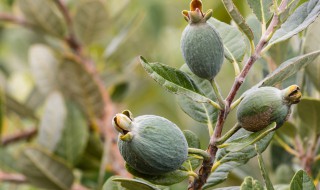 菲油果如何养殖殖 菲油果的种植栽培技术