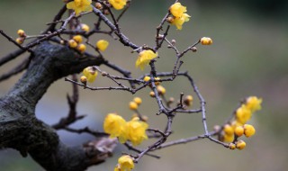 臘梅的花語和象征（澳洲臘梅的花語和象征）