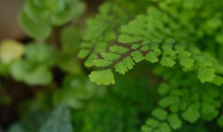 蕨類植物及其繁殖方法是什么 蕨類植物的繁殖方法可以是下列哪些種?