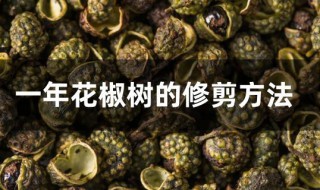 一年花椒樹(shù)的修剪方法 三四年花椒樹(shù)修剪法