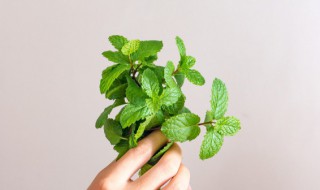 食用薄荷种植方法（食用薄荷种植方法和时间）