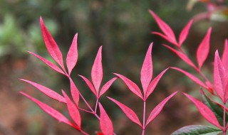 紅葉南天竹養(yǎng)殖方法和注意事項