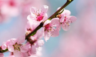 桃花什么季节开花（桃花什么季节开花是夏天开的吗）