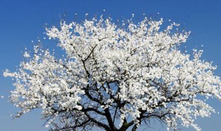 什么树开白花 四月什么树开白花