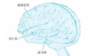 杏仁核与情绪的关系 杏仁核的情绪功能