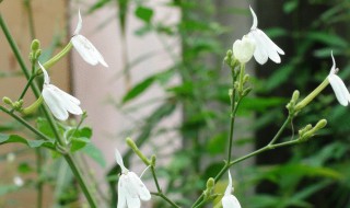 白鶴靈芝介紹白鶴靈芝的功效（白鶴靈芝的功效和作用）