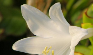 白色的花代表什么意思（白色的花代表什么意思和含义）