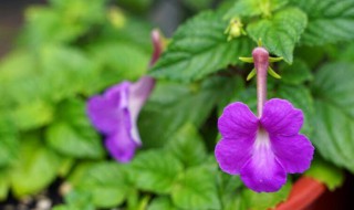 夏季播种的花有哪些（夏季播种的花有哪些名字）