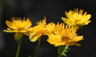 你知道金莲花的花语吗 金莲花花语是什么意思