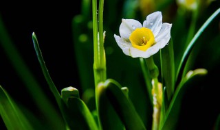 水仙花花语和象征（水仙花花语和象征传说）