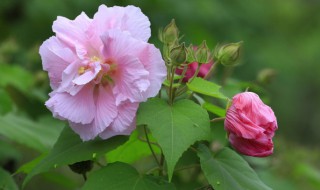 芙蓉花的功能告诉你芙蓉花有什么用（芙蓉花是干什么用的）