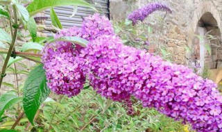 密蒙花的花语和传说 密蒙花的花语是什么