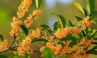 桂花开花时的香味是什么季节的 桂花开的时候是什么季节?