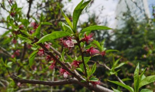 盆栽桃花養(yǎng)護要點（盆栽桃花養(yǎng)護要點有哪些）