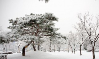 下雪了小树像什么（下雪了小树像什么房子像什么山像什么什么像什么的图片）