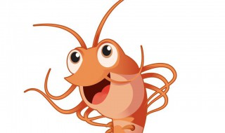 绿晶虾是什么东西 绿晶虾是米虾吗