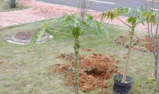 木瓜树怎么样浇水（木瓜树怎么施肥）