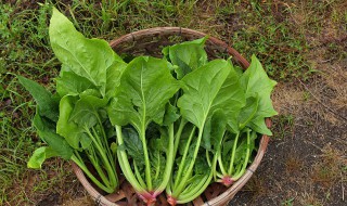 菠菜含什么元素最高 菠菜含钾高吗