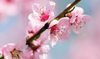 用风水远离烂桃花 如果在风水上避免烂桃花