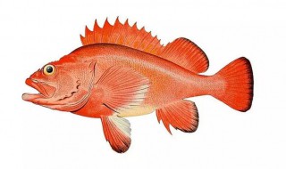 红鱼是什么鱼（海里的红鱼是什么鱼）