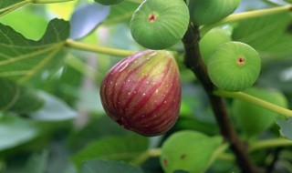 無花果樹怎么種 無花果樹怎么種才能活