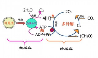 光合作用的公式 光合作用的公式和呼吸作用的公式