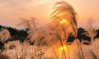 荻花的象征意义 芦花和荻花的区别图片对比