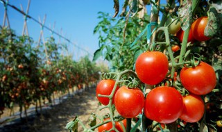 番茄种子育苗方法全过程 番茄种子育苗方法全过程图片怎么画