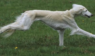 萨路基猎犬饲养方法 萨路基猎犬幼犬图片