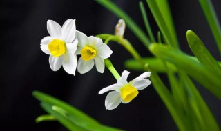 双托水仙花和单托水仙花的区别 双托水仙花和单托水仙花的区别在哪