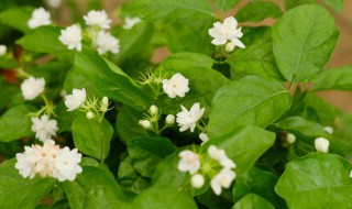 茉莉花是什么时候开花的 茉莉花是什么时候开花的季节