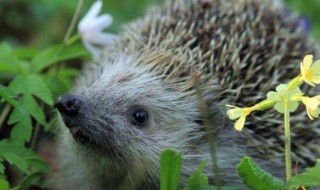 刺猬是不是保護動物 刺猬是不是保護動物國家保護動物