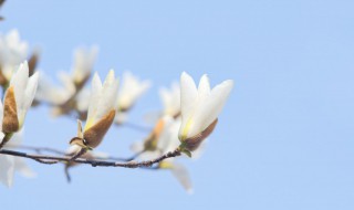 上海市树和市花是什么 上海市的市花是什么?意义是什么?