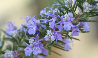 迷迭香的花语和传说是什么（迷迭香的介绍和花语）