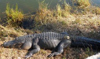 鳄鱼多少温度会冻死 鳄鱼低于多少度会死