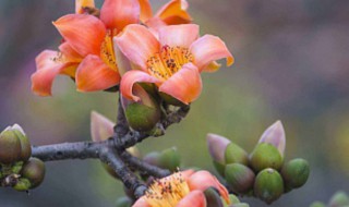 廣州市樹和市花是什么 廣州市的市花是什么