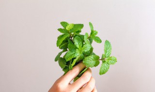 薄荷的功效与作用及食用方法 紫苏薄荷的功效与作用及食用方法