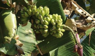 芭蕉树的果实能吃吗（芭蕉树的果实能吃吗图片）