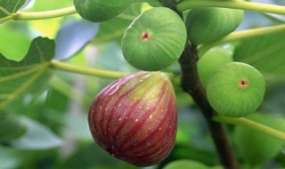 為什么家里不能種無(wú)花果樹(shù) 為什么家里不能種無(wú)花果樹(shù)呢