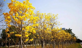 黄花风铃木是什么 黄花风铃木是什么类型的植物