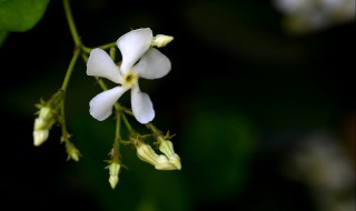 络石花品种多少 络石花的花期