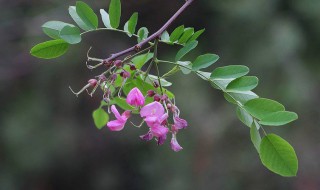 紫槐花能吃吗（紫槐花能吃吗 百度网盘）