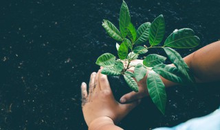 哪些植物不能用椰砖 怎样用椰砖配营养土