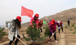 植树造林的宣传标语（植树造林的宣传标语怎么写）