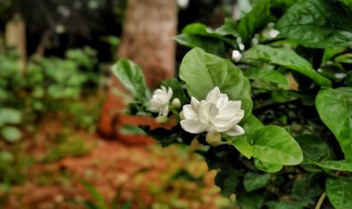 茉莉花种植注意事项 茉莉花种植注意事项和禁忌