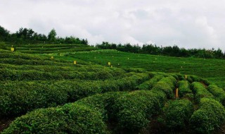 空山茶产自哪里（空山茶产地）