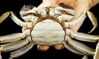 螃蟹一般蒸多长时间能熟能吃（螃蟹大约蒸多久能熟）