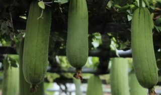 露地水瓜的种植方法（露地菜瓜种植技术与管理方法）