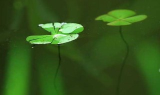 浮萍的功效与作用及禁忌 浮萍的功效与作用及禁忌是什么