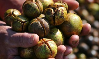 农村常见的山茶籽有什么作用 山茶籽的药理作用